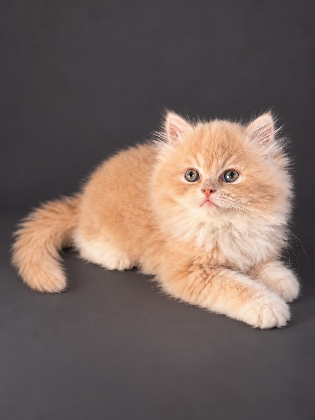 Biscuit, British Shorthair