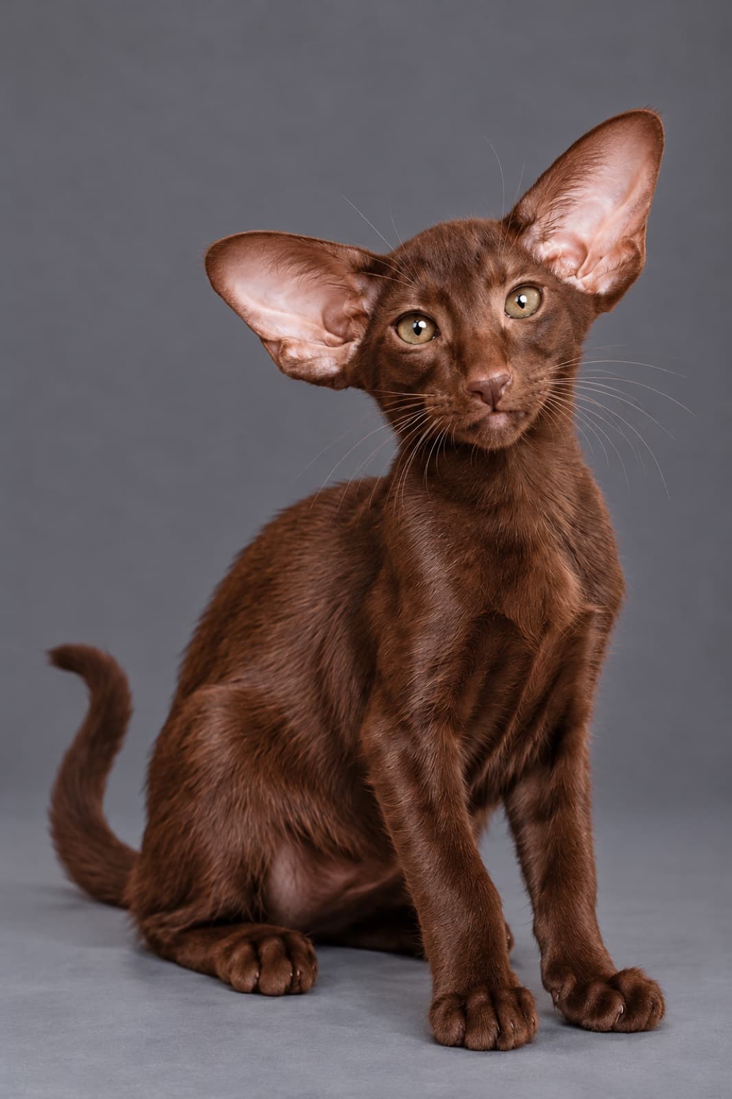 Dobby, Oriental Shorthair