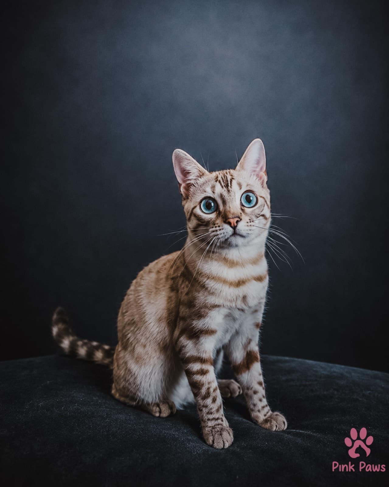 Elsa, Bengal