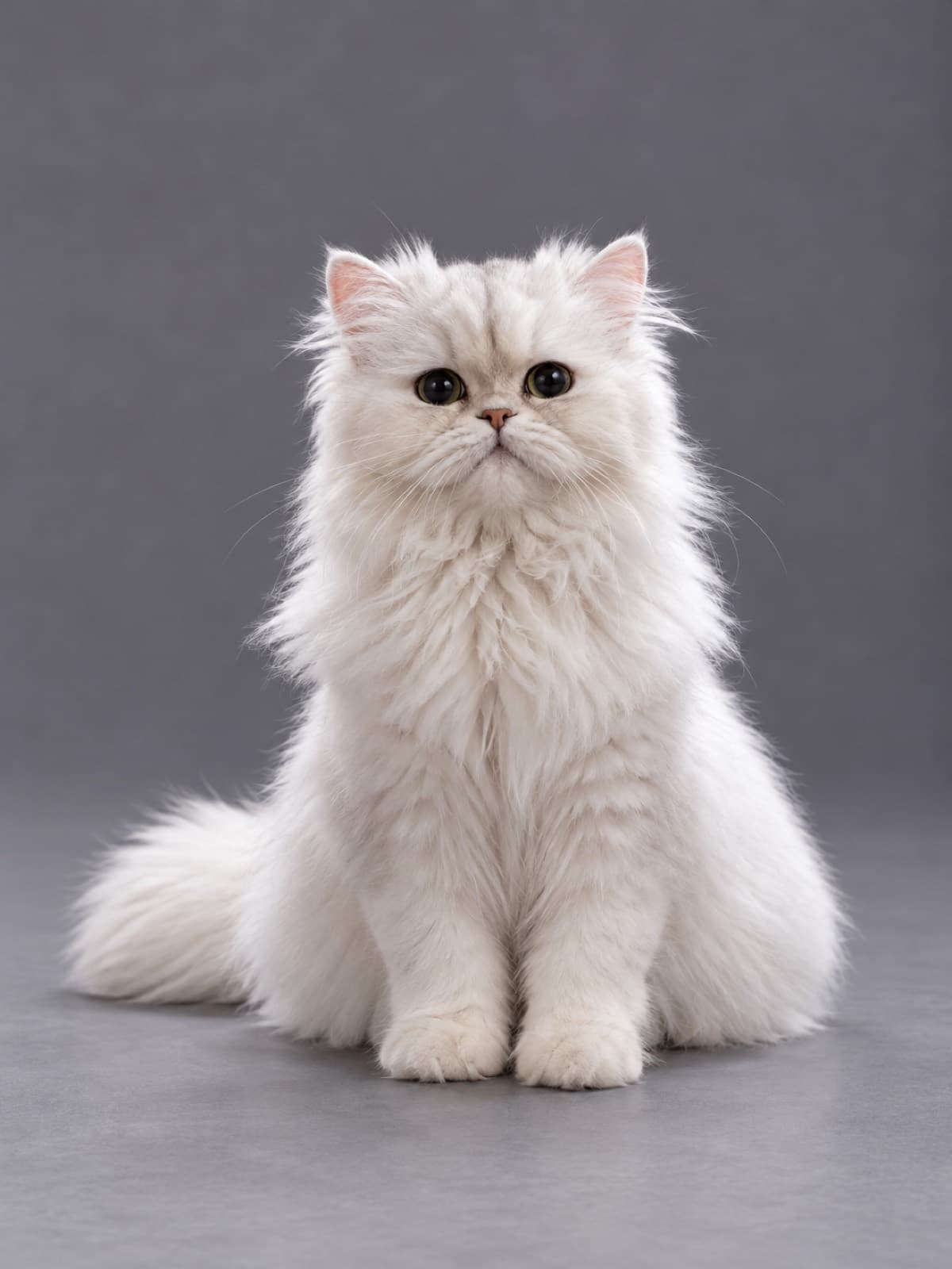 Kyile, British Longhair