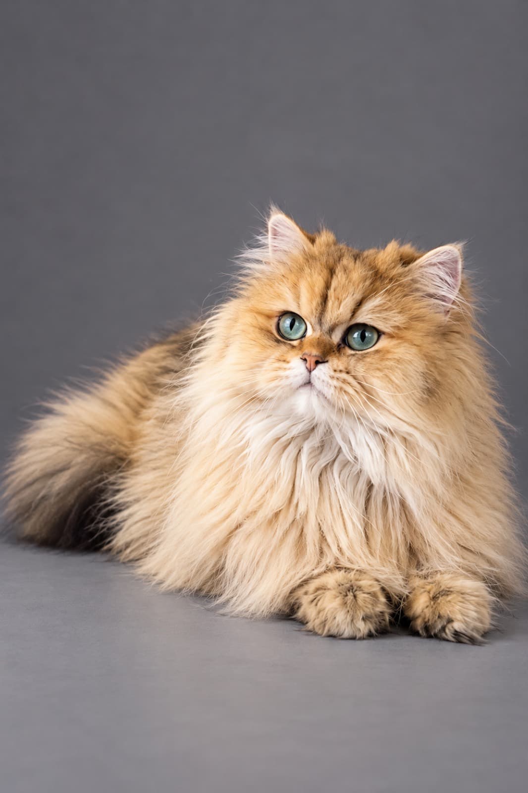 Ornella, British Longhair