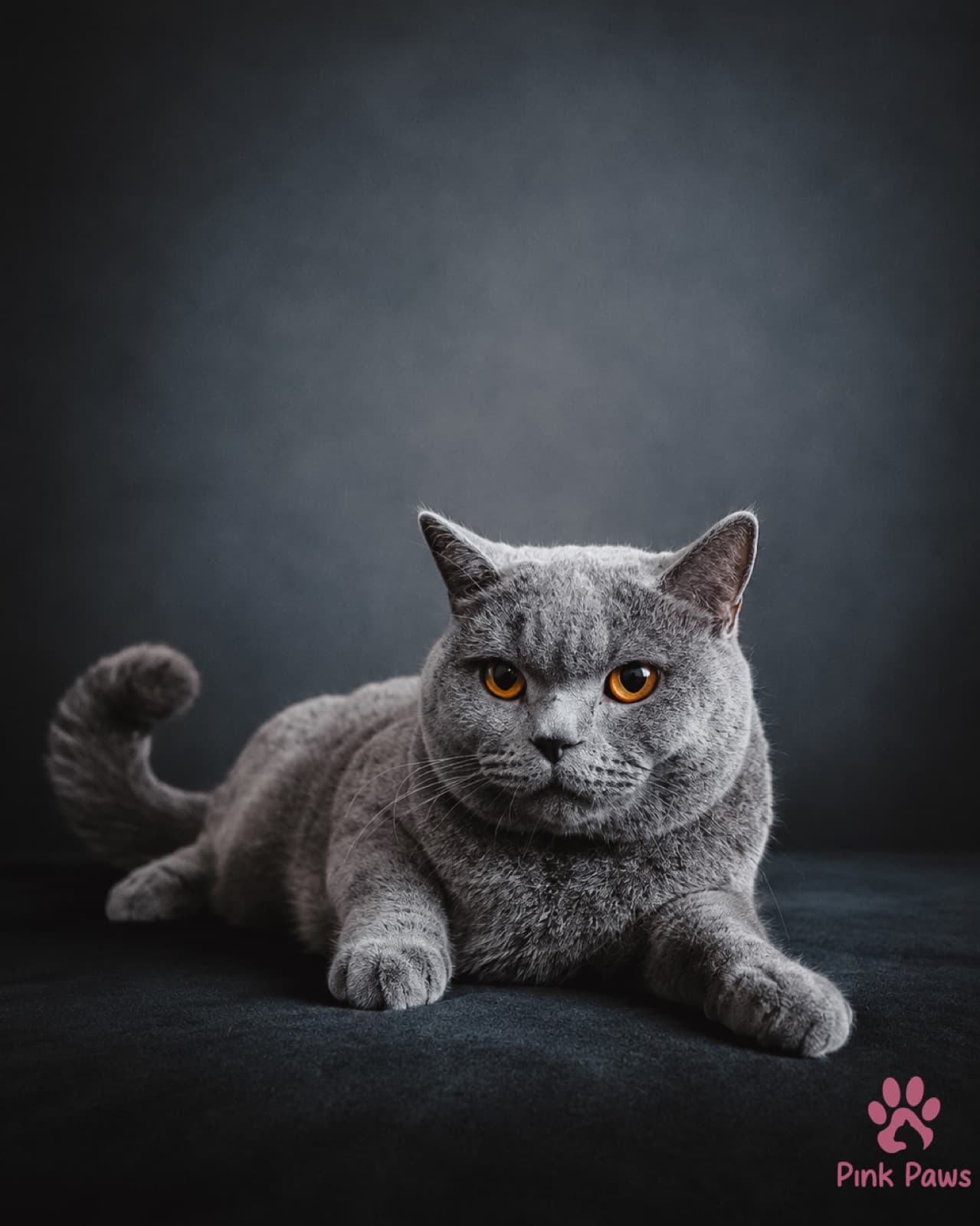 Oxford, British Shorthair