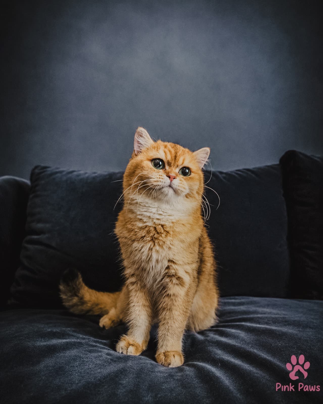 Peach, British Shorthair