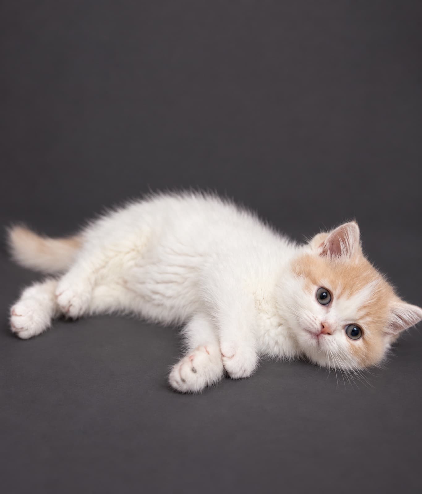 Waffle, British Shorthair