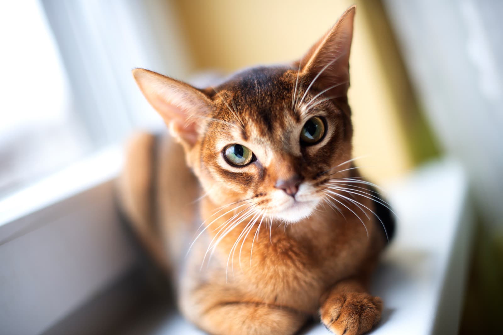 A ruddy Abyssinian with green-gold eyes lying on a white windowsill