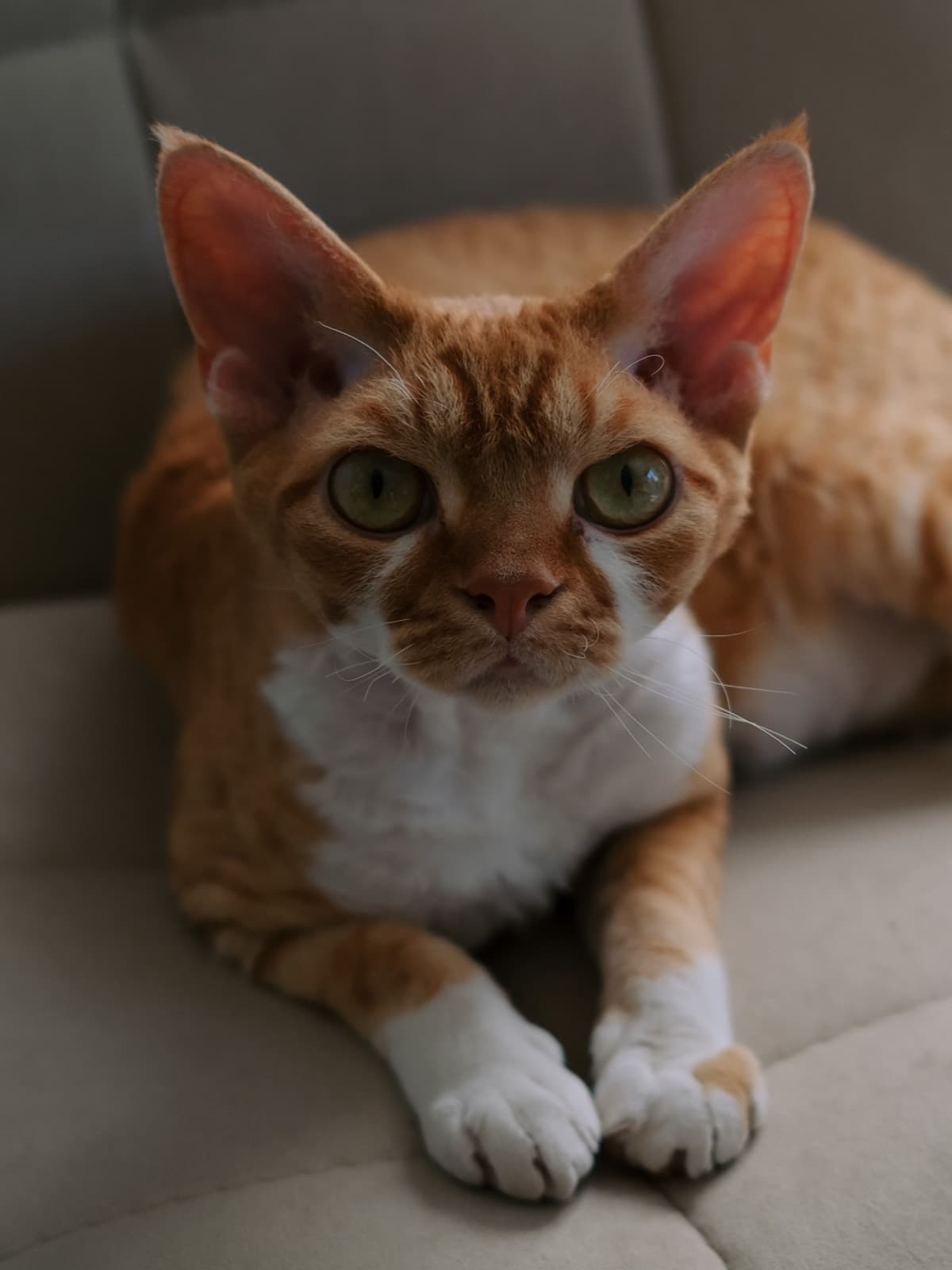A red tabby-and-white Devon Rex with very large ears lying on a beige sofa
