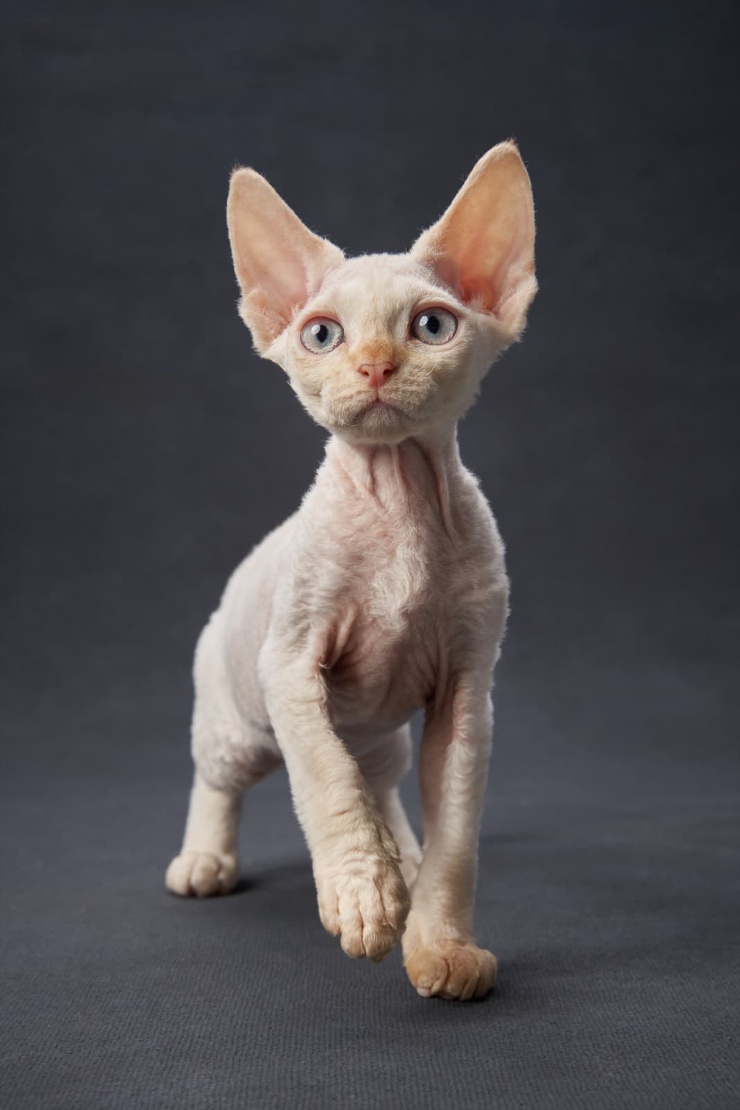 A cream Devon Rex kitten with huge ears walking towards the camera, one paw raised
