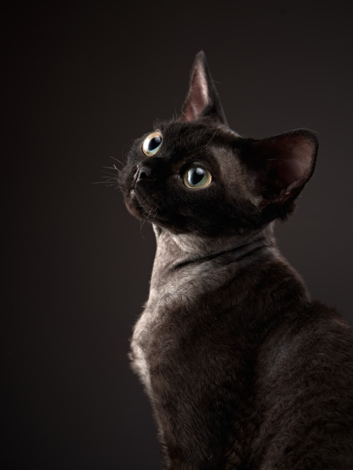 A black Devon Rex with big green-gold eyes and large ears looking up against a dark background