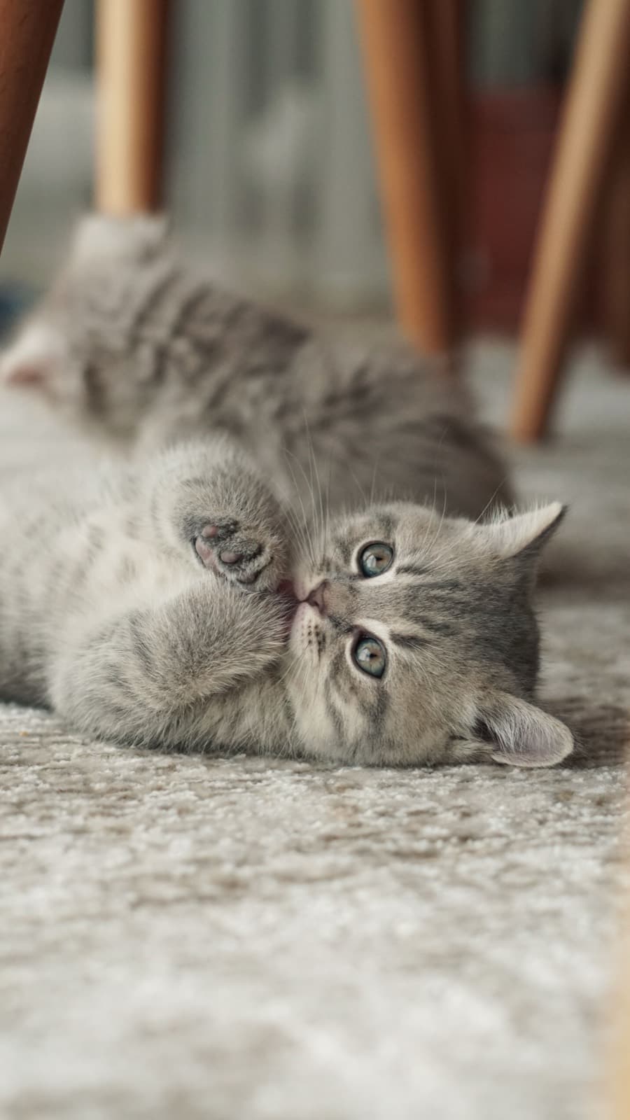 A grey tabby kitten playing on its back on a rug